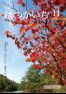 広報はつかいち2016年11月 1,216号の画像
