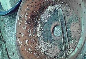 重ねた植木鉢の隙間に作った巣