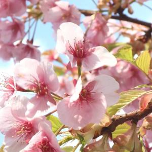 広島県廿日市市