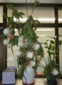 月下美人