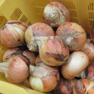大野学校給食センター