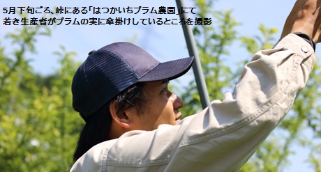 プラムの傘掛け