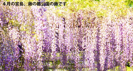 藤の棚公園