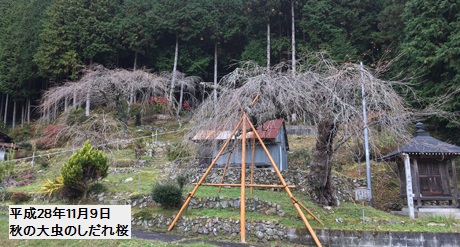 大虫のしだれ桜