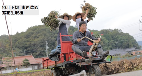 市内農園落花生収穫