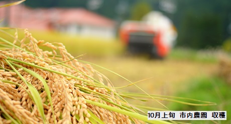 市内農園収穫