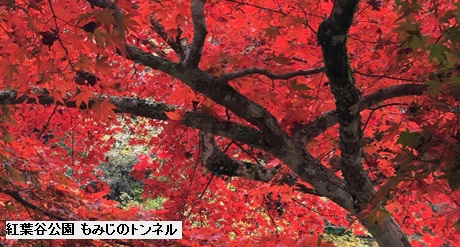 紅葉谷公園