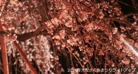 大虫さくらまつり