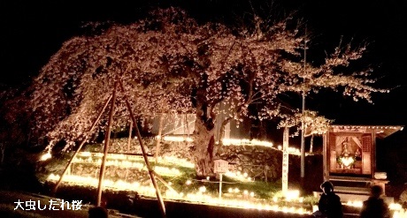 大虫しだれ桜