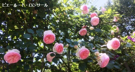 ピエール・ド・ロンサール