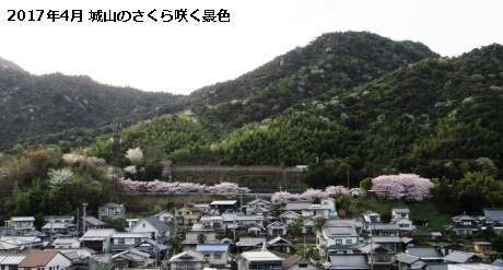 城山のさくら
