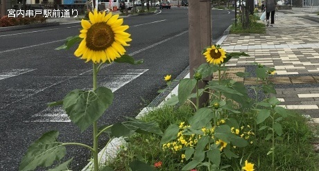 宮島串戸駅前祭り
