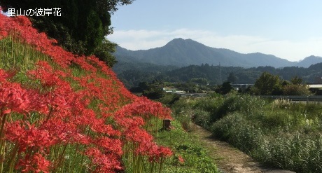 里山の彼岸花