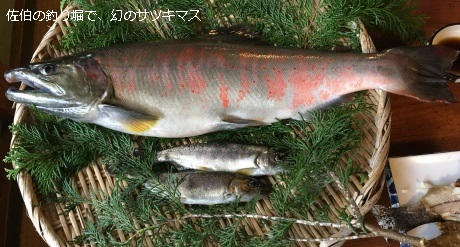サツキマス