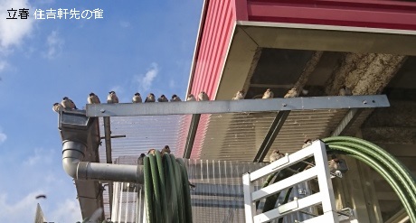 住吉軒先の春