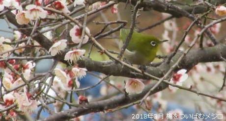 梅をついばむメジロ