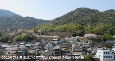 沖塩屋から見える桜