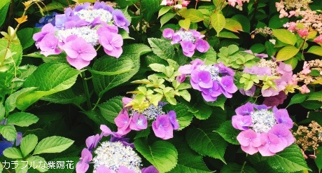 紫陽花