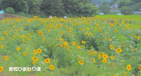 吉和ひまわり畑