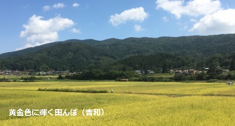 黄金色に輝く田んぼ