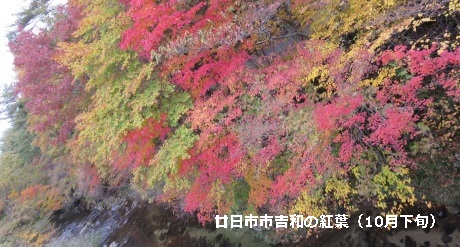 吉和の紅葉