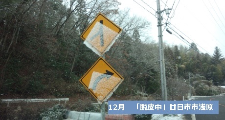 浅原　脱皮中