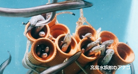 アナゴ