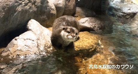 カワウソ