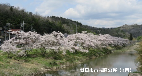 浅原の桜