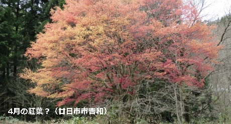 4月の紅葉