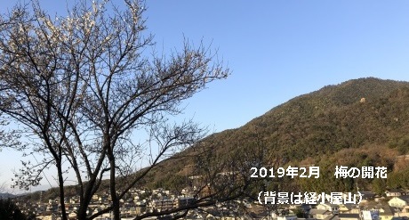 梅の開花
