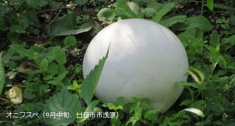 オニフスベ