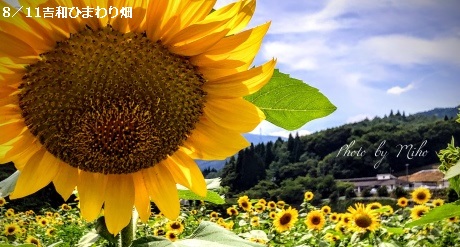 吉和ひまわり畑