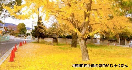地御前神社前の黄色いじゅうたん