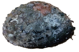 awabi2