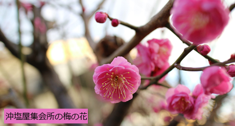 沖塩屋集会所の梅の花