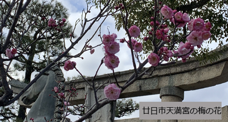 廿日市天満宮の梅の花