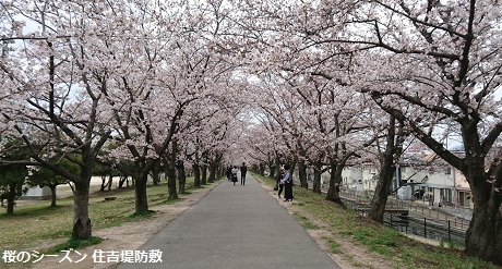 桜のシーズン　住吉堤防