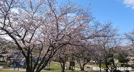桜のシーズン 阿品公園