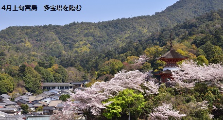 宮島　多宝塔を臨む