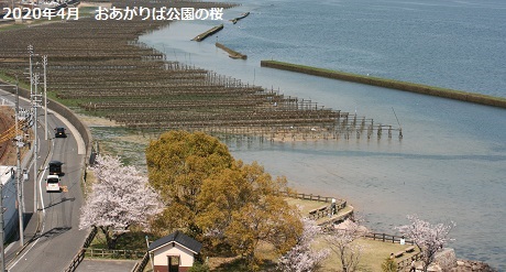おあがりば公園の桜