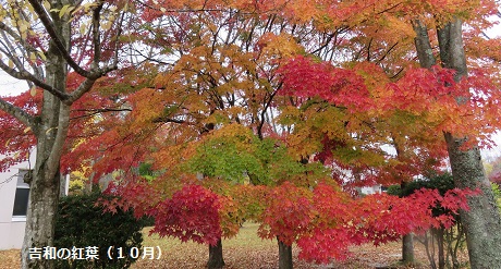 吉和の紅葉