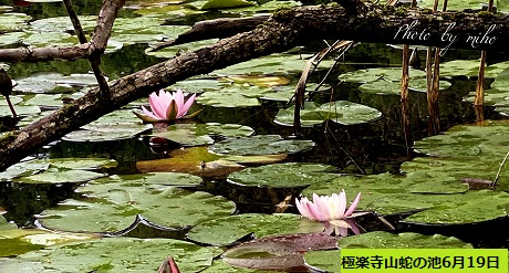 極楽寺山蛇の池