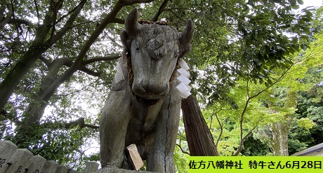 佐方八幡神社  特牛さん
