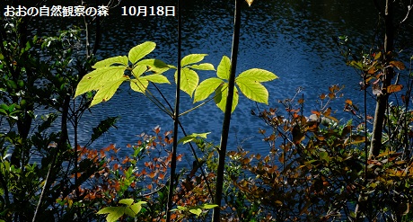 おおの自然観察の森　10月18日