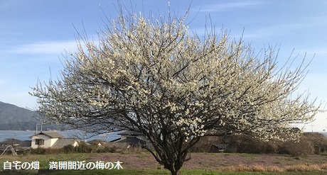 自宅の畑　満開間近の梅の木