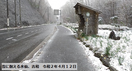 雪に耐える水仙、吉和　令和２年４月１２日