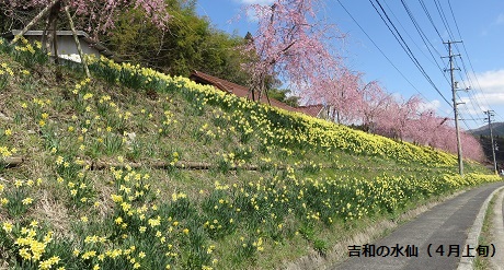 吉和の水仙（４月上旬）