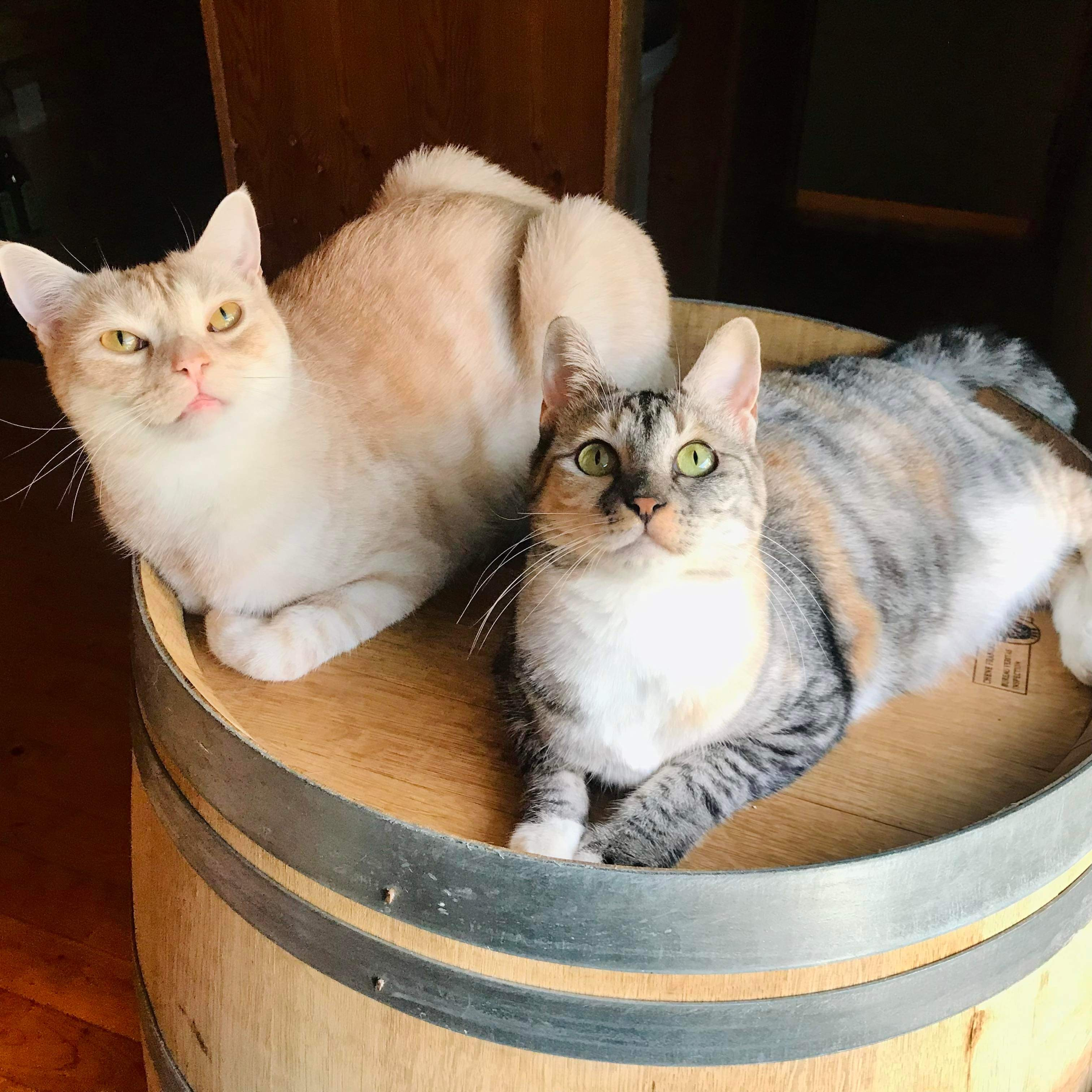 猫