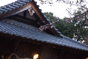 佐方八幡宮の櫻